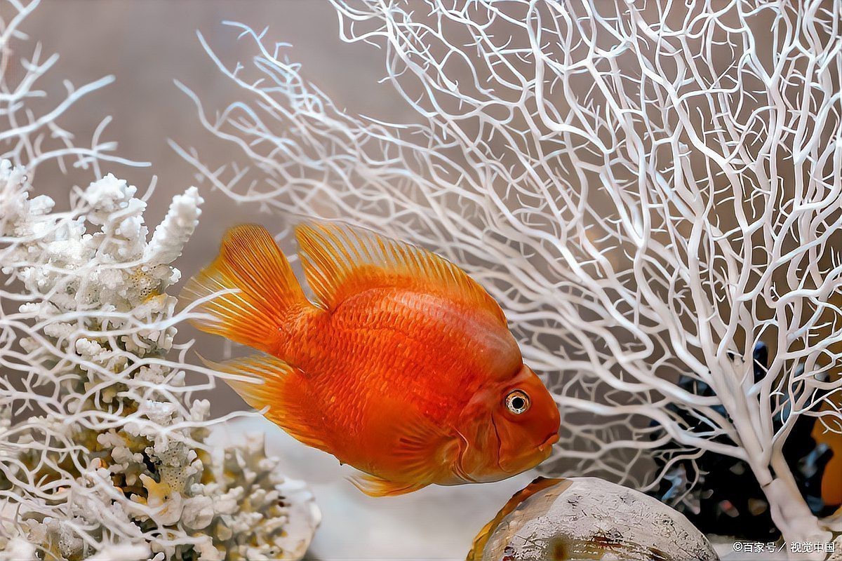龍魚(yú)餓久了會(huì)認(rèn)主人嗎