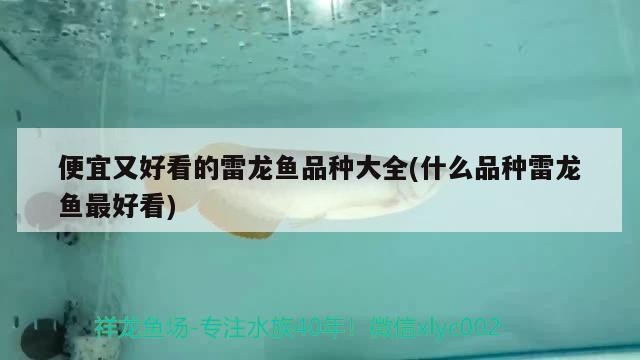銀龍魚(yú)和什么魚(yú)混養(yǎng)好視頻講解圖片大全（銀龍魚(yú)和什么魚(yú)混養(yǎng)好視頻講解圖片大全）