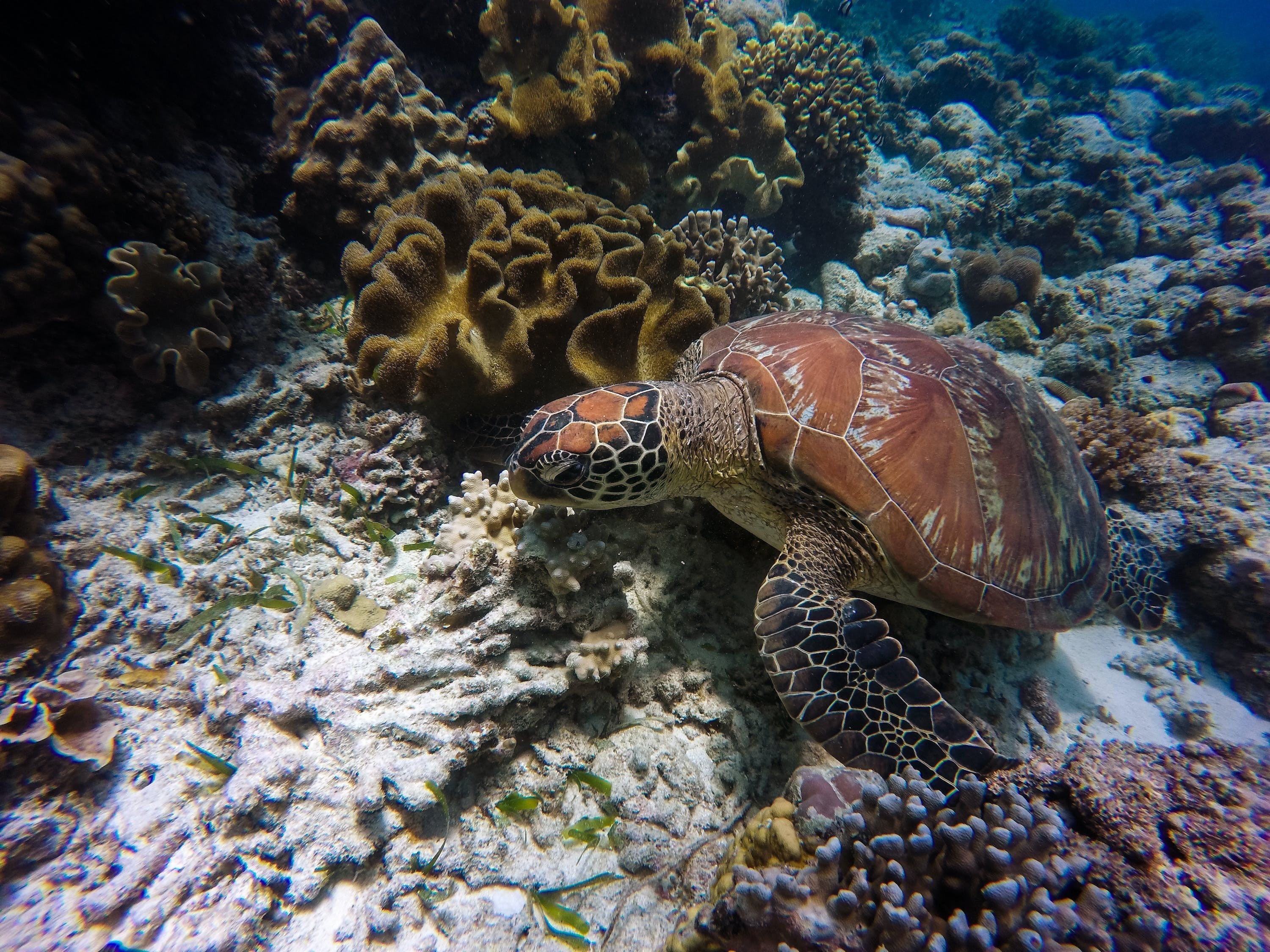 銀龍魚掉鱗片會死嗎視頻：銀龍魚掉鱗怎么辦