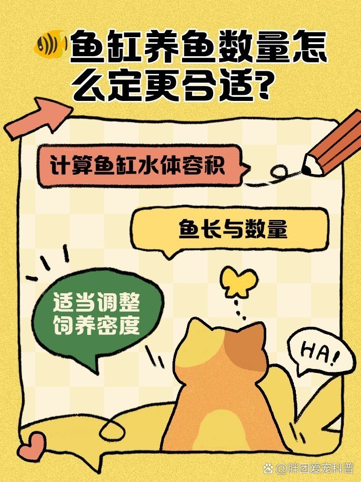 603540魚缸養(yǎng)多少魚