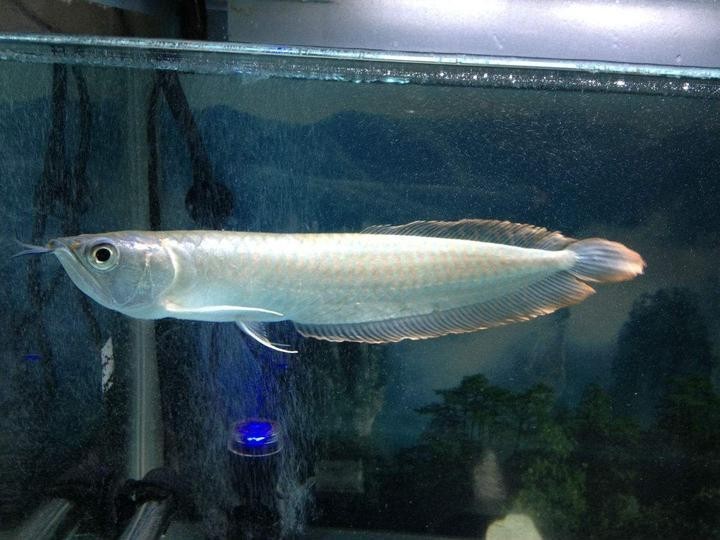 賽級龍魚有哪些品種？