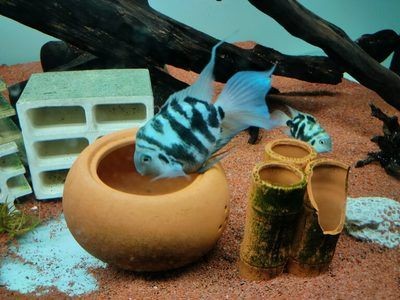 繁殖期魚缸布置技巧：繁殖期的魚缸布置技巧