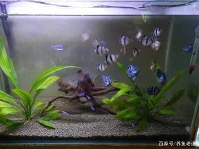 繁殖期魚缸布置技巧：繁殖期的魚缸布置技巧