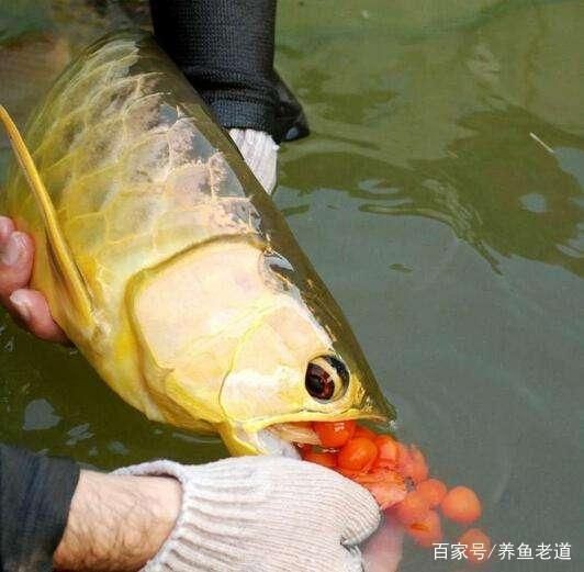 龍魚撞缸后需要多久換水，龍魚撞缸后多久會恢復(fù)？