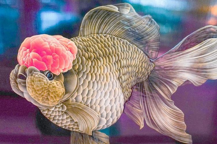 閩侯金魚獲獎作品圖片有嗎？