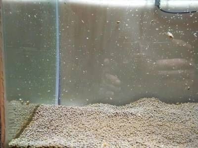 魚缸燈壞了怎么換：如何更換魚缸燈