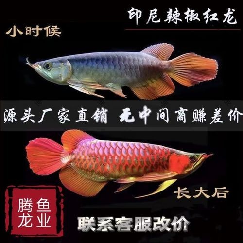 辣椒紅龍魚的價格范圍是多少？