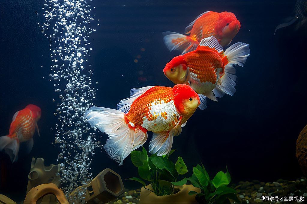 銀龍魚體型(銀龍魚體型挑選)