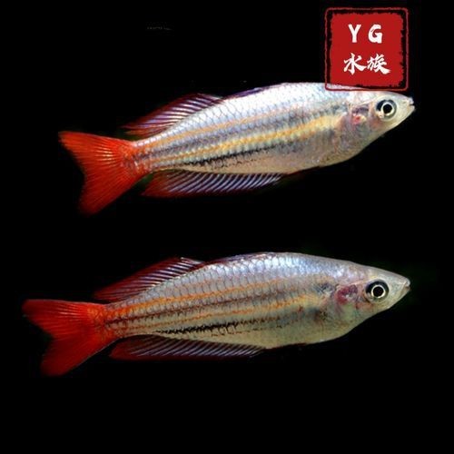 紅尾美人魚圖片