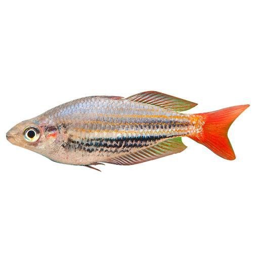 紅尾美人魚圖片