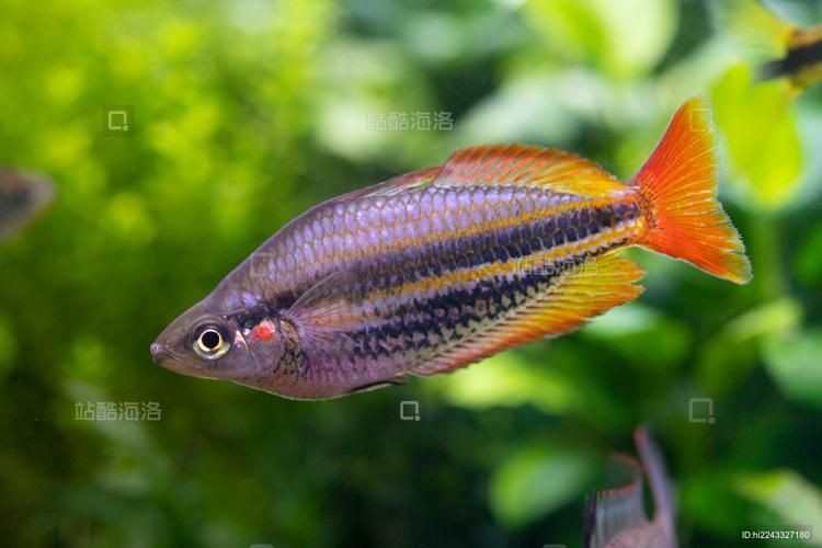 紅尾美人魚圖片