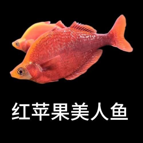 紅尾美人魚圖片