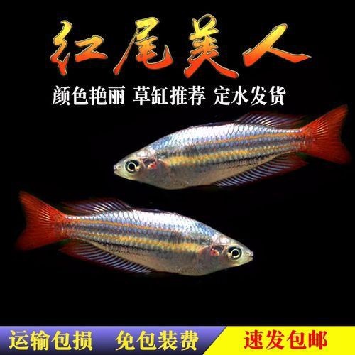 紅尾美人魚圖片