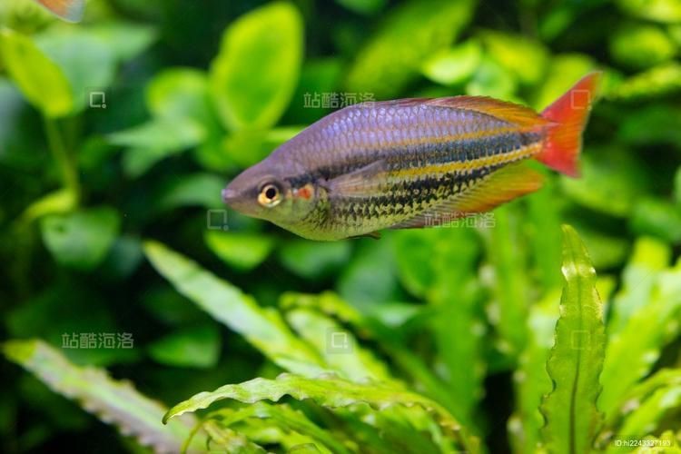 紅尾美人魚圖片