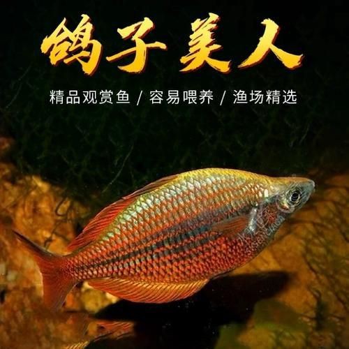 紅尾美人魚圖片