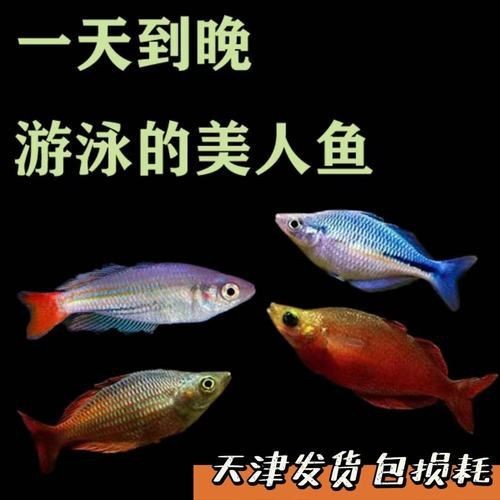紅尾美人魚圖片