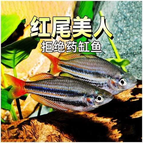 紅尾美人魚圖片