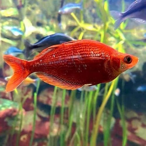 紅尾美人魚圖片