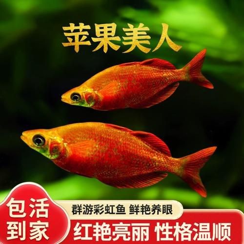 紅尾美人魚圖片