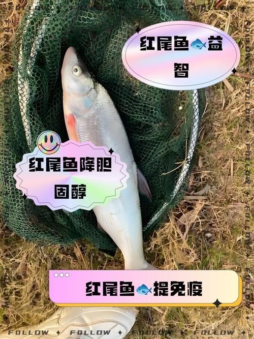 紅尾美人魚圖片