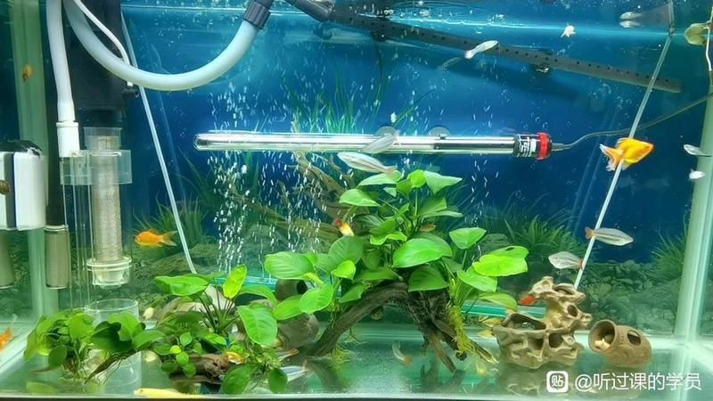 紅尾美人魚圖片