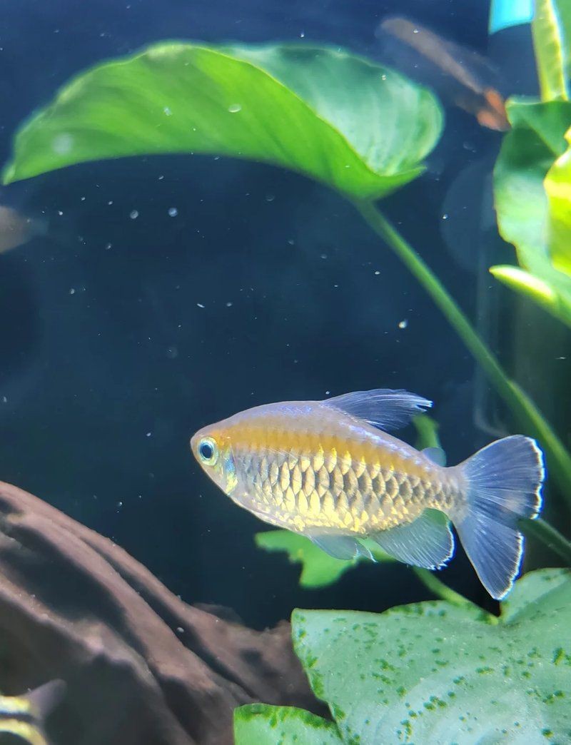 紅尾美人魚圖片