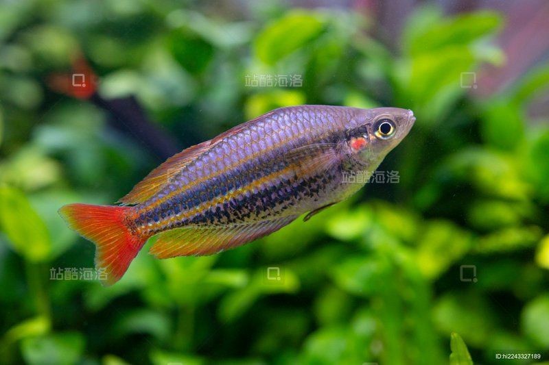 紅尾美人魚圖片