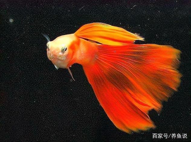 紅尾美人魚圖片
