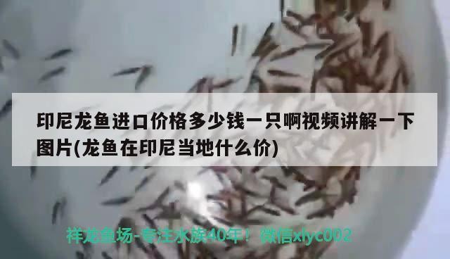 銀龍魚會攻擊其他魚嗎為什么（銀龍魚有攻擊性嗎）