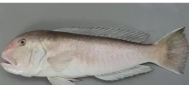 紅方頭魚