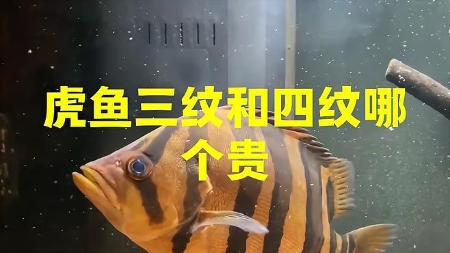 虎魚三紋貴還是四紋貴
