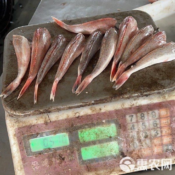 紅頭魚多少錢一只