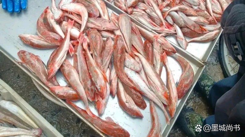 紅頭魚多少錢一只