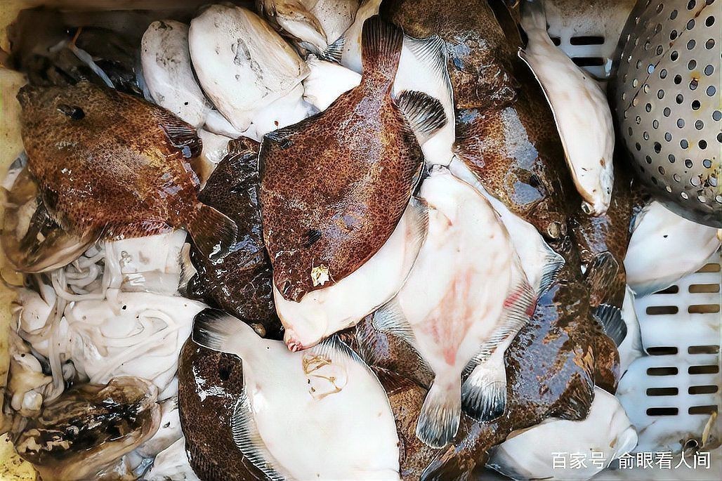 紅頭魚多少錢一只