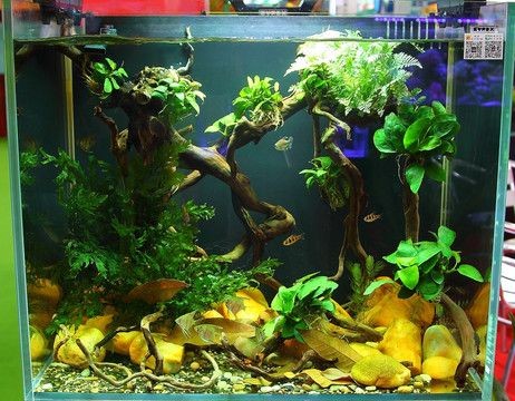 非洲魚缸造景視頻教程如何構建一個美觀且適合非洲魚類生存的水族箱：非洲河流生態揭秘