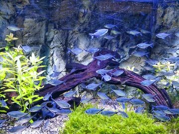 非洲魚缸造景視頻教程如何構建一個美觀且適合非洲魚類生存的水族箱：非洲河流生態揭秘