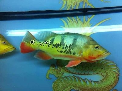 東勝區本草缸木生態魚缸店