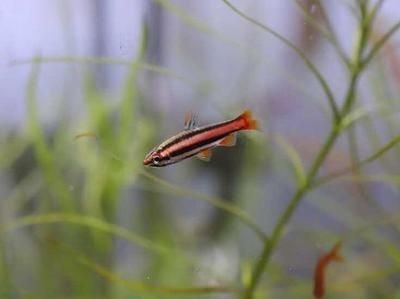 海水魚缸加鹽量是根據水體的體積來計算的：海水魚缸加鹽的標準是多少？
