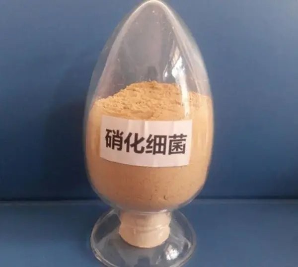 底濾魚缸的使用壽命是多少？：底濾魚缸底濾魚缸的使用壽命一般在5-10年左右