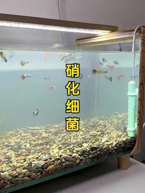 底濾魚缸的使用壽命是多少？：底濾魚缸底濾魚缸的使用壽命一般在5-10年左右