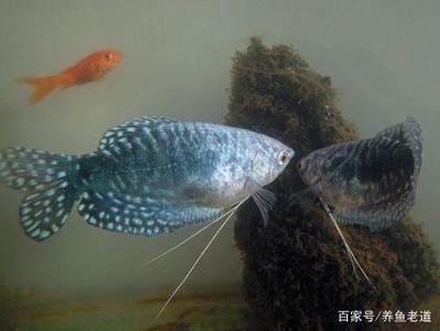 龍魚缸清潔魚選什么好貼吧，如何選擇適合龍魚的清潔魚