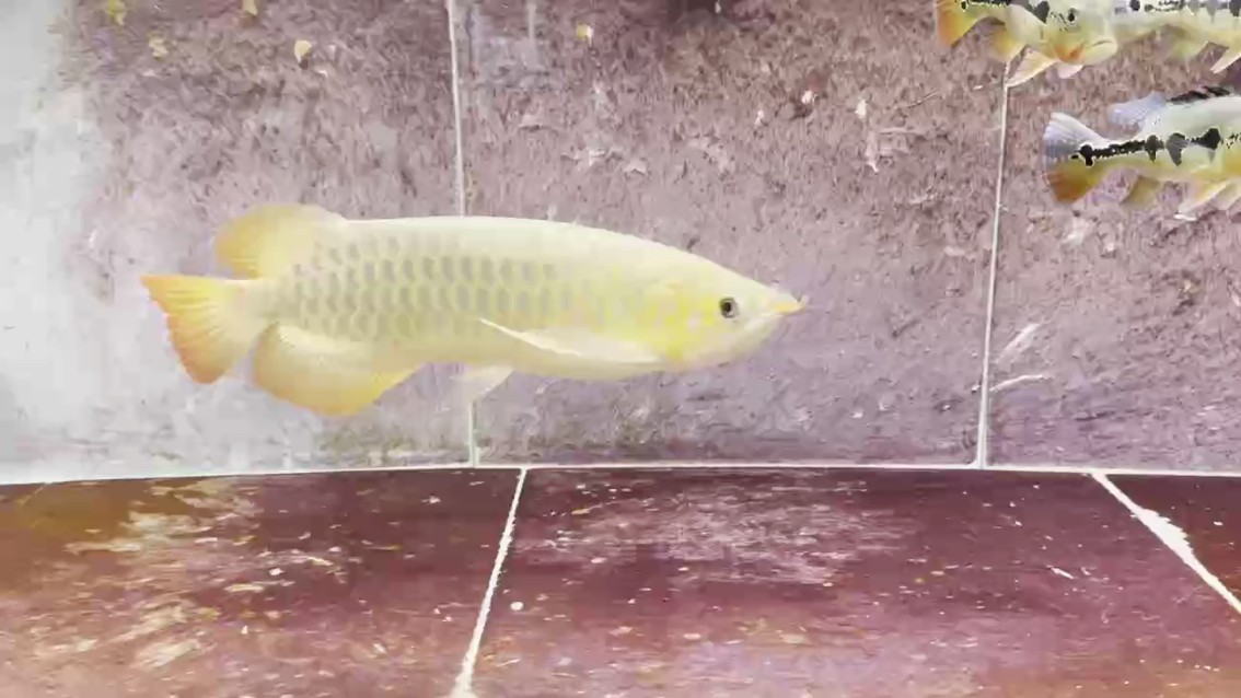 魚缸雖然很臟，但是魚很漂亮，等待冬天一到