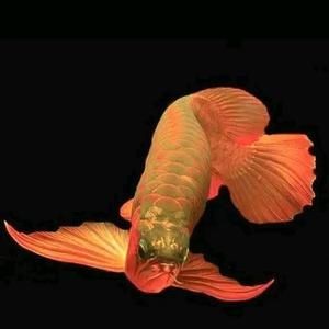龍魚做微信頭像好嗎：龍魚作為微信頭像是一個有意義的選擇，龍魚頭像對人際關系影響