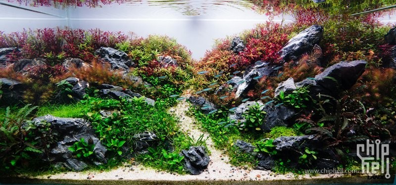 草缸國際大賽的參賽費用是多少？