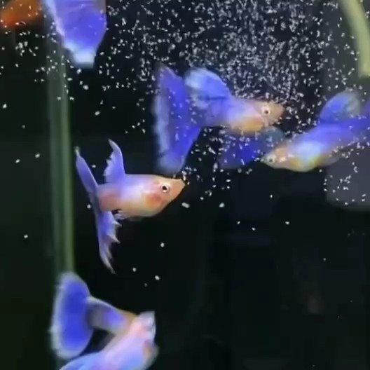 紫貓孔雀魚#孔雀魚#高端孔雀魚#稀有孔雀魚