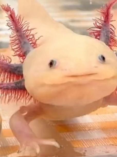 六角恐龍魚需要多大的魚缸 六角恐龍魚需要多大的魚缸 龍魚百科 第6張