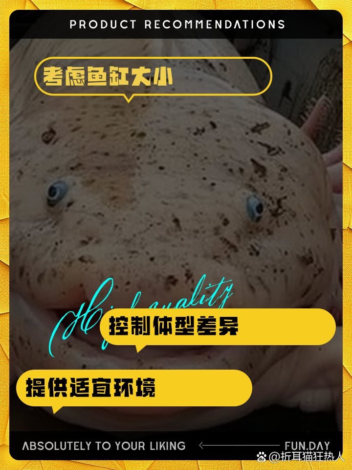 六角恐龍魚需要多大的魚缸 六角恐龍魚需要多大的魚缸 龍魚百科 第8張