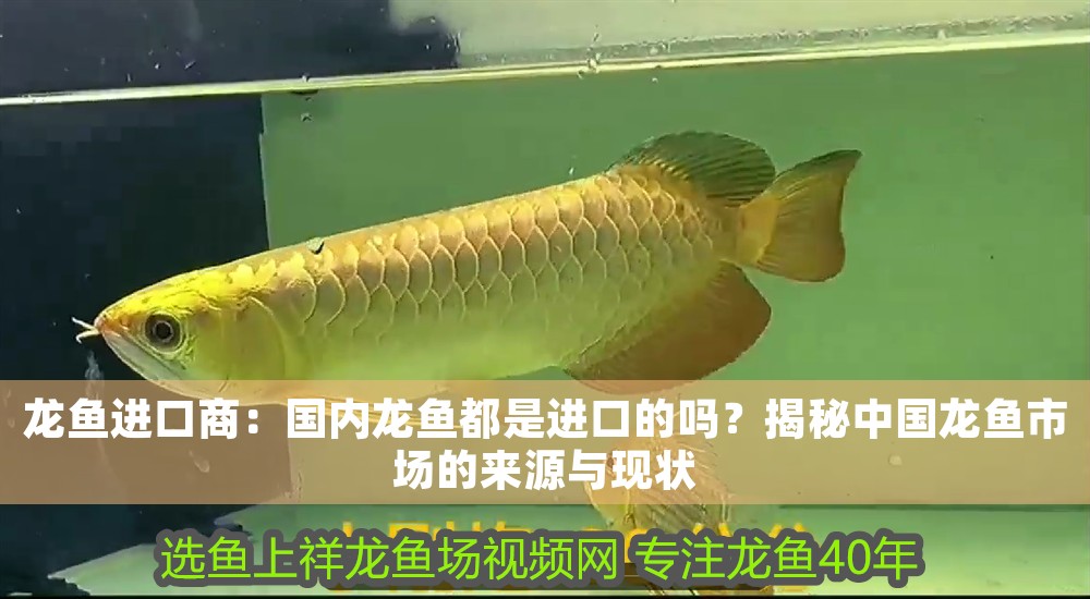 龍魚進口商：國內龍魚都是進口的嗎？揭秘中國龍魚市場的來源與現狀