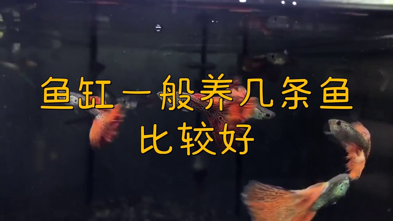 養魚養幾條合適有講究嗎