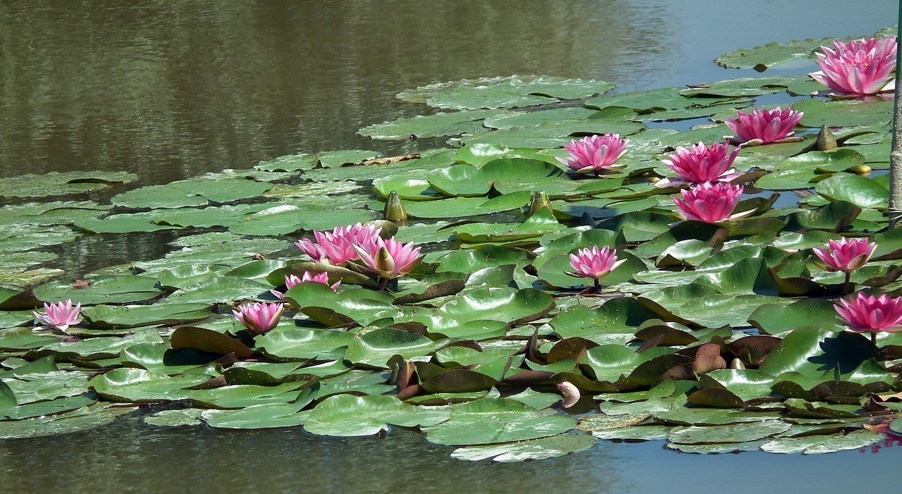 奎文區(qū)東關(guān)壹號水族生態(tài)魚缸店（奎文區(qū)東關(guān)壹號水族生態(tài)魚缸店電話）
